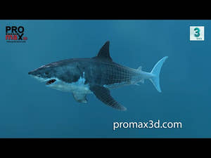 Great White Shark 3D Model for Download - 360 View Thumbnail