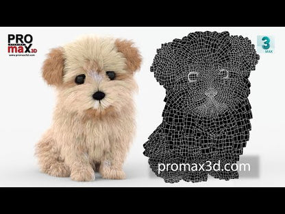 Rigged Maltipoo Dog Puppy Polygonal Fur 3D Model