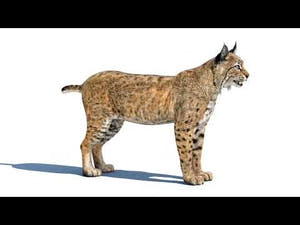 Bobcat 3D Model: Lynx Rufus 360 View Thumbnail