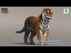Siberian Tiger 3D Model with Realistic Fur Thumbnail