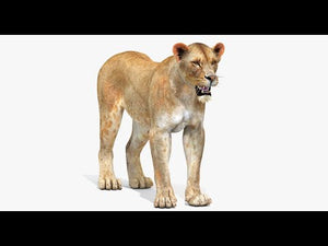 Realistic Lioness 3D Model 360 View Textures and Wireframe, 3ds Max and Maya scenes Thumbnail