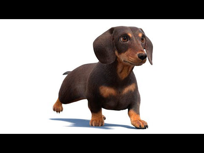 Animated Dachshund Dog 3D Model with Fur YouTube video with walk animation, and 360 view
