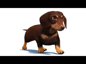 Animated Dachshund Dog 3D Model Thumbnail