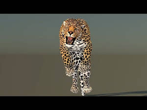 Leopard 3D Model Animated Thumbnail