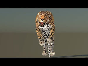 Leopard 3D Model Animated Thumbnail
