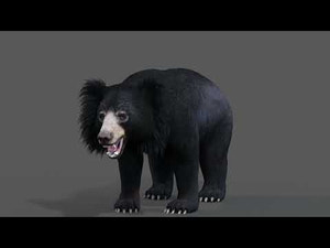 Animated Sloth Bear 3D Model for Download Thumbnail