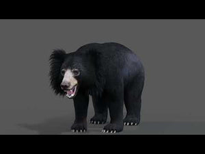 Animated Sloth Bear 3D Model for Download Thumbnail