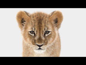 Lion Cub 3d Model Animated with Ornatrix Fur Thumbnail