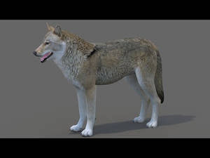Red Wolf 3D Model 360 View Thumbnail