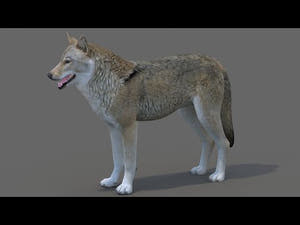 Red Wolf 3D Model 360 View Thumbnail