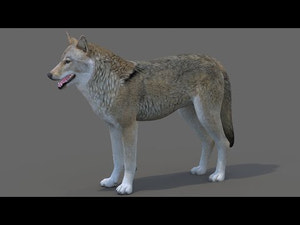 Red Wolf 3D Model 360 View Thumbnail