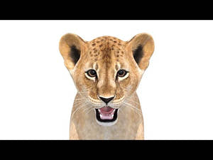 Realistic Lion Cub 3D Model - 360 View Thumbnail