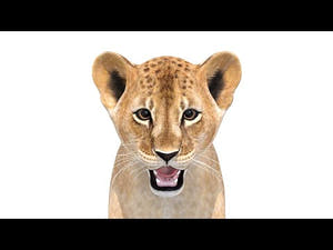 Realistic Lion Cub 3D Model - 360 View Thumbnail