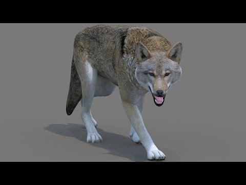 Red Wolf 3D Model Rigged