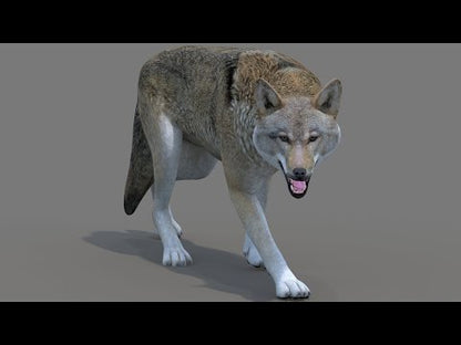 Red Wolf 3D Model Rigged
