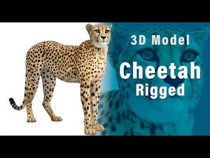 Rigged Cheetah 3D Model - Game-Ready Thumbnail