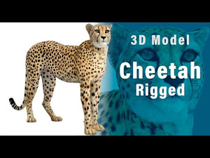 Cheetah 3D Model Rigged Thumbnail