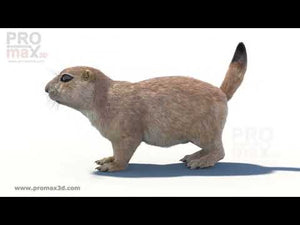 Prairie Dog 3D Model with Fur Thumbnail