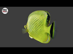 Latticed Butterfly Fish 3D Model Thumbnail