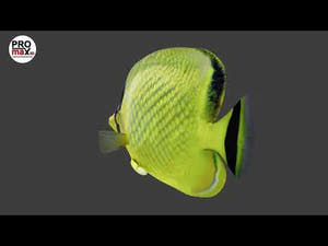Latticed Butterfly Fish 3D Model Thumbnail