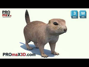 Prairie Dog 3D Model Thumbnail