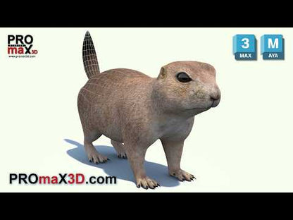 Prairie Dog 3D Model