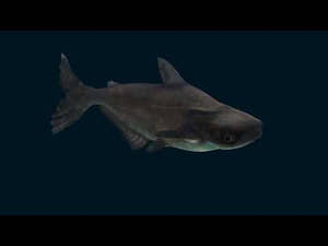 Animated Mekong Giant Catfish 3D Model Video Animation Thumbnail