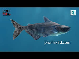 Mekong Giant Catfish 3D Model Thumbnail