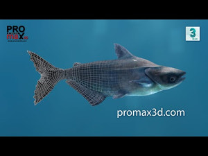 Mekong Giant Catfish 3D Model Thumbnail