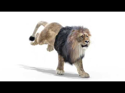 Animated Lion 3D Model with Fur
