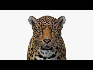Realistic Leopard 3D Model 360 View Thumbnail