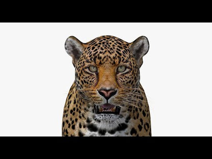 Leopard 3D Model