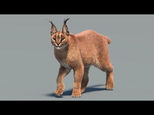 Animated Caracal 3D Model with Fur YouTube Video with Walk, run animations. Thumbnail
