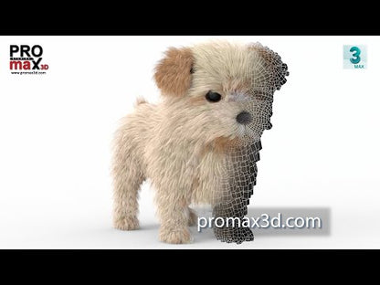 Maltipoo Dog Puppy 3D Model Polygonal Fur