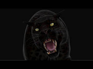 Black Panther Animal 3D Model – Fully Rigged & Animated for Download Thumbnail