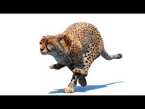 Animated Cheetah 3D Model Fur Thumbnail