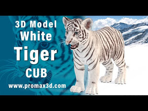 Realistic White Tiger Cub 3D Model for Download: 360 turntable view Thumbnail