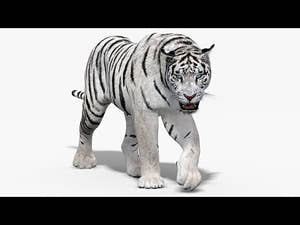 Animated White Tiger 3D Model Thumbnail