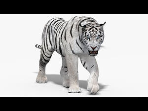 Animated White Tiger 3D Model Thumbnail