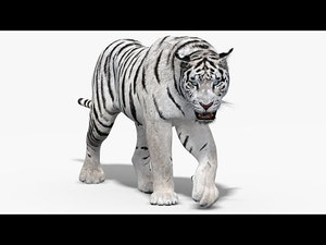 Animated White Tiger 3D Model Thumbnail