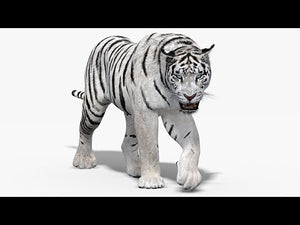 Animated White Tiger 3D Model Thumbnail