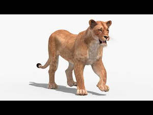 Lioness 3D Model with Walk Cycle Animation Thumbnail