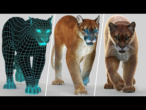 Animated Cougar 3D Model with Fur Thumbnail