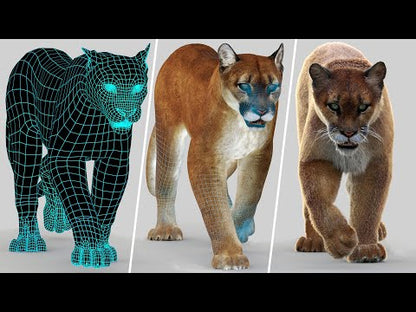 Animated Cougar 3D Model with Fur