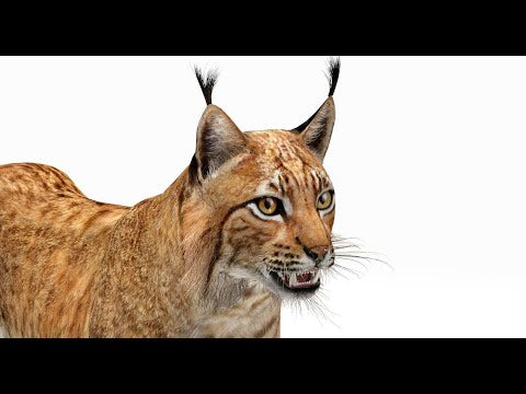 Eurasian Lynx 3D Model