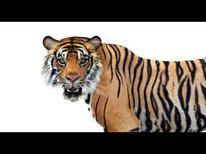Tiger 3d Model Rigged for Download Thumbnail