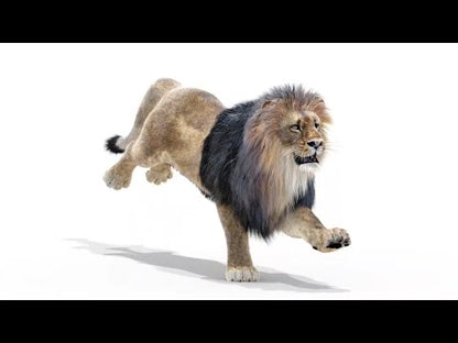 Animated Lion 3D Model with Fur