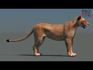 Realistic Lioness 3D Model for Game, VR, and CGI - 360 View Thumbnail