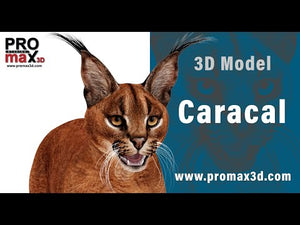 Realistic Caracal 3D Model for Download 360 view Thumbnail