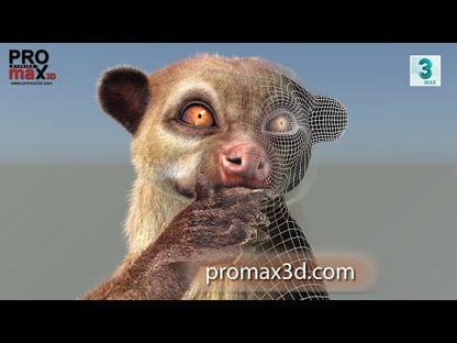 Animated Kinkajou 3D Model Fur